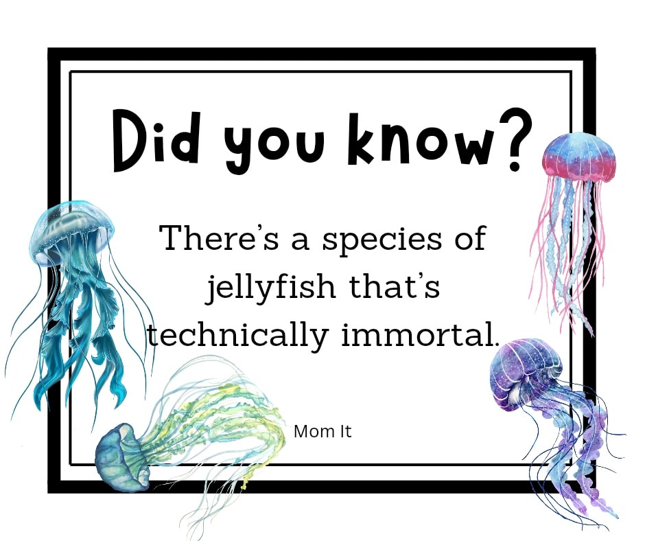 Did you Know