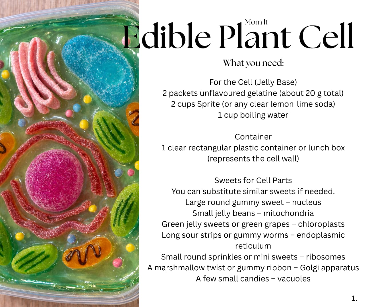 Edible Plant Cell by Mom It – Booklet (PDF Download)